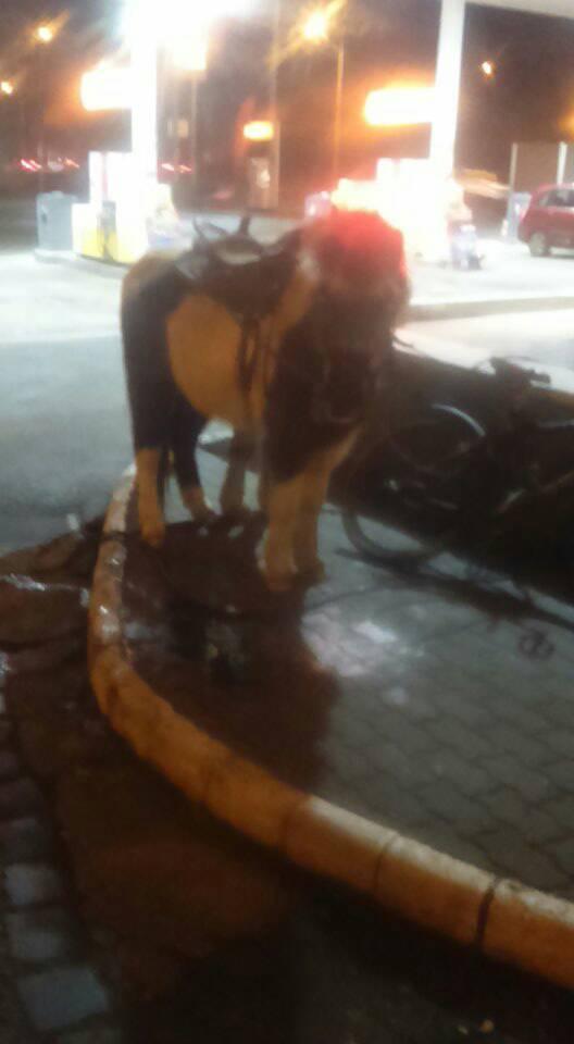 Hétfő hajnalban egészen különös látvány fogadta az autósokat egy óbudai benzinkúton 3