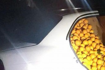 A narancstolvaj család megpróbálta a lehetetlen, a fotók pedig körbejárják a világot