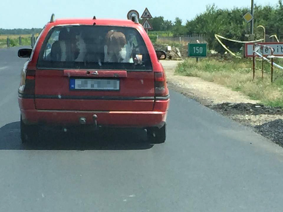 Állati kép az ötös úton, tehén az autóban 2