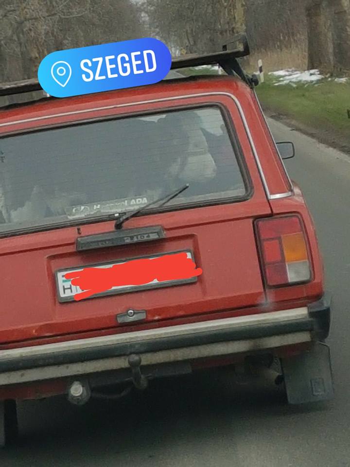 Állati kép az ötös úton, tehén az autóban 1