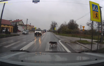 Ez a kutya okosabban megy át a zebrán, mint sok ember