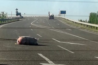 Disznók estek az útra Tiszavasváriban