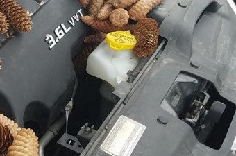 Meglepődött a tulaj, amikor kinyitotta a motorháztetőt