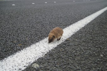 Az autósokhoz szólnak az állatvédők