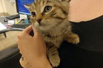 Baj van, főnök, nyávog az autóm...