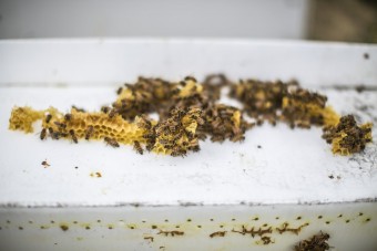 360 ezer új dolgozó (és hat királynő) a Fordnál