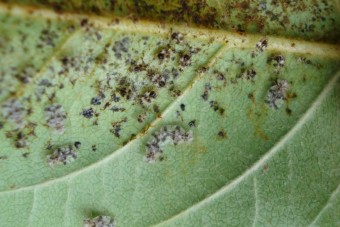 A dízelmotorok szép lassan megölik a fákat