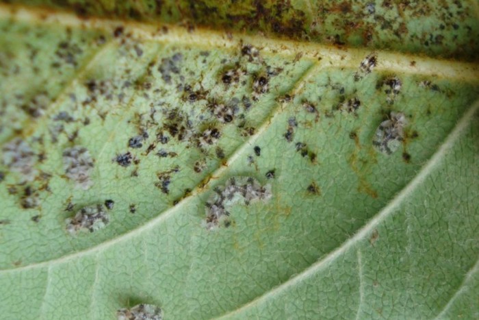 A dízelmotorok szép lassan megölik a fákat