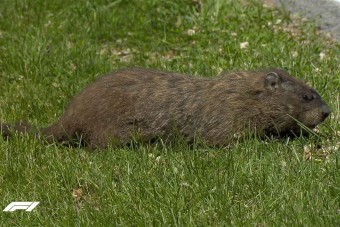 F1: Ezért nem fogták el a mormotát