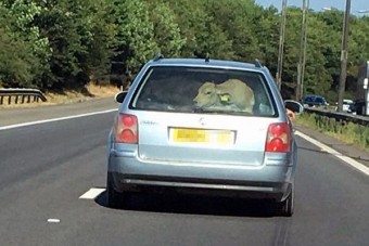 Mekkora marha utazik ebben a kocsiban!