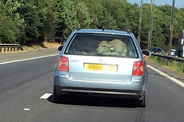 Mekkora marha utazik ebben a kocsiban!