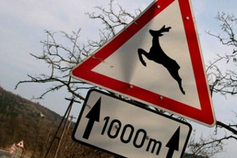 Üzekedő őzekre figyelmeztetnek a hazai vadászok