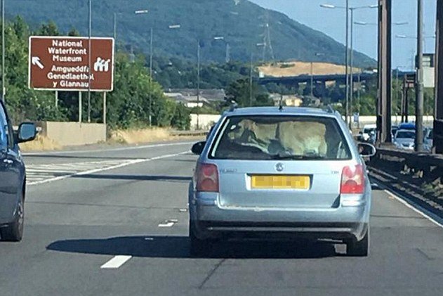 Mekkora marha utazik ebben a kocsiban! 1