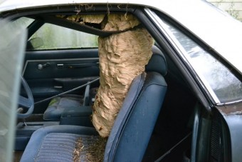 Brutális méretű darázsfészket találtak egy autó utasterében