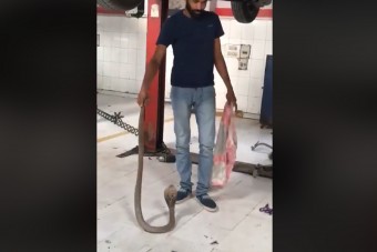 Élő kobrát húztak ki egy Suzukiból a műhelyben