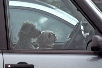 Forró kocsiban hagyta a kutyáit és ő fenyegetőzött