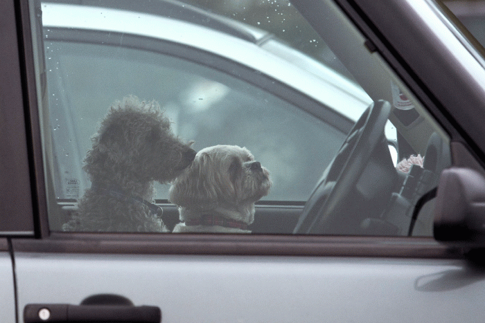 Forró kocsiban hagyta a kutyáit és ő fenyegetőzött