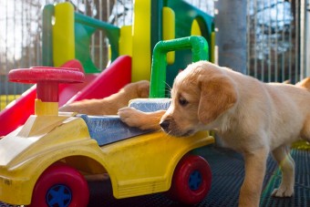 Látássérülteknek biztosít mobilitási megoldást a Toyota