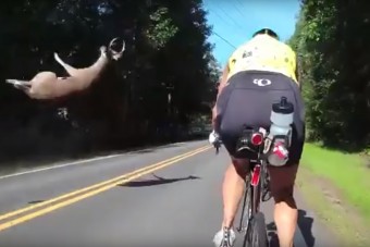 Elgázolt szarvas repült a bringások felé, igen nagy sebességgel