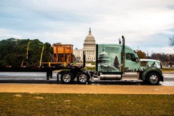 Ezzel a gyönyörű csőrössel szállították az USA karácsonyfáját