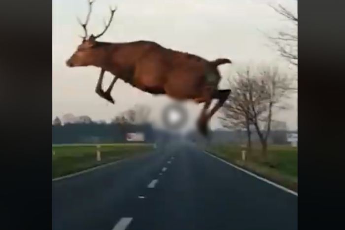 Ez a szarvas már az új generációhoz tartozik, tudja hogy kell elkerülni egy ütközést