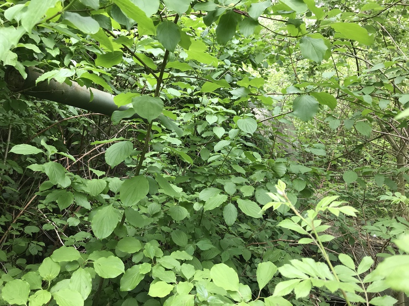 Egy orosz tank még mindig várja a II. világháború végét 1