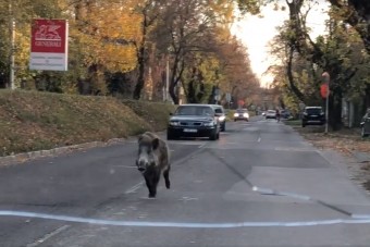Vaddisznó rohant az autósokkal szembe Budapesten