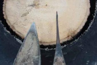 Ilyen csodára képes egy balta és egy használt gumi