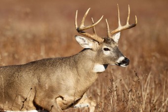 Csúnya anyázás lett a dupla szarvasgázolásból