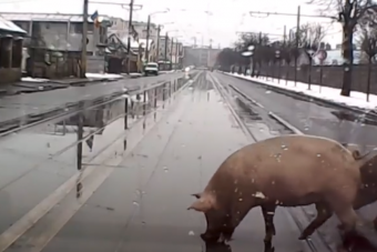 Forgalmas kolozsvári közúton kocogott két kövér disznó