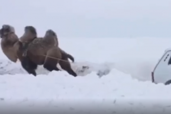 Ennél meglepőbbet ma nem látsz: teve mentette ki a hóban elakadt Nivát