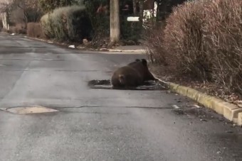 Állati videó: Debrecenben egy vaddisznó fürdött a kátyúban