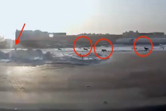 Egy falka kóbor kutya támadt a kislányra, az autós megmentette