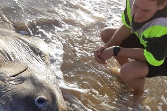 Tengeri szörnyet sodort partra a víz Ausztráliában