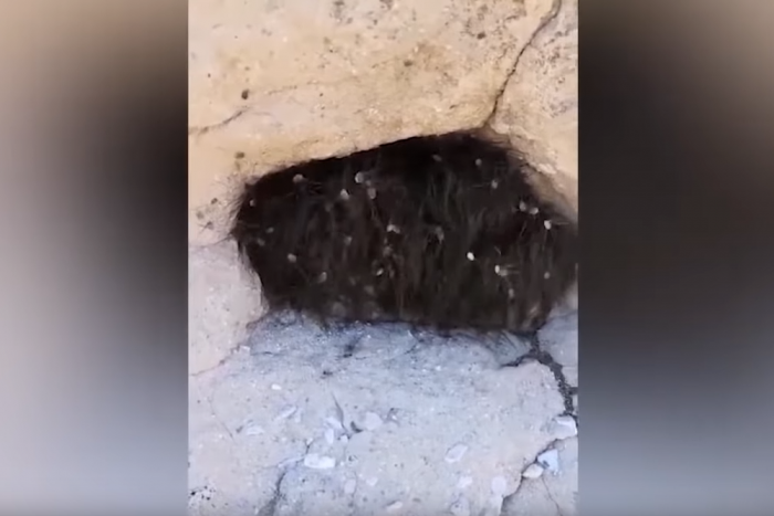 Ha rettegsz a pókoktól, ezeket a videókat sose nézd meg