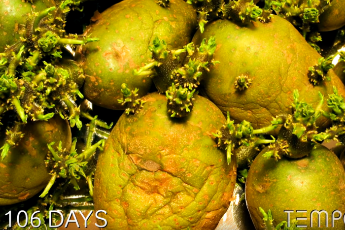 A kamrában felejtett rothadó zöldség még sosem volt ennyire látványos