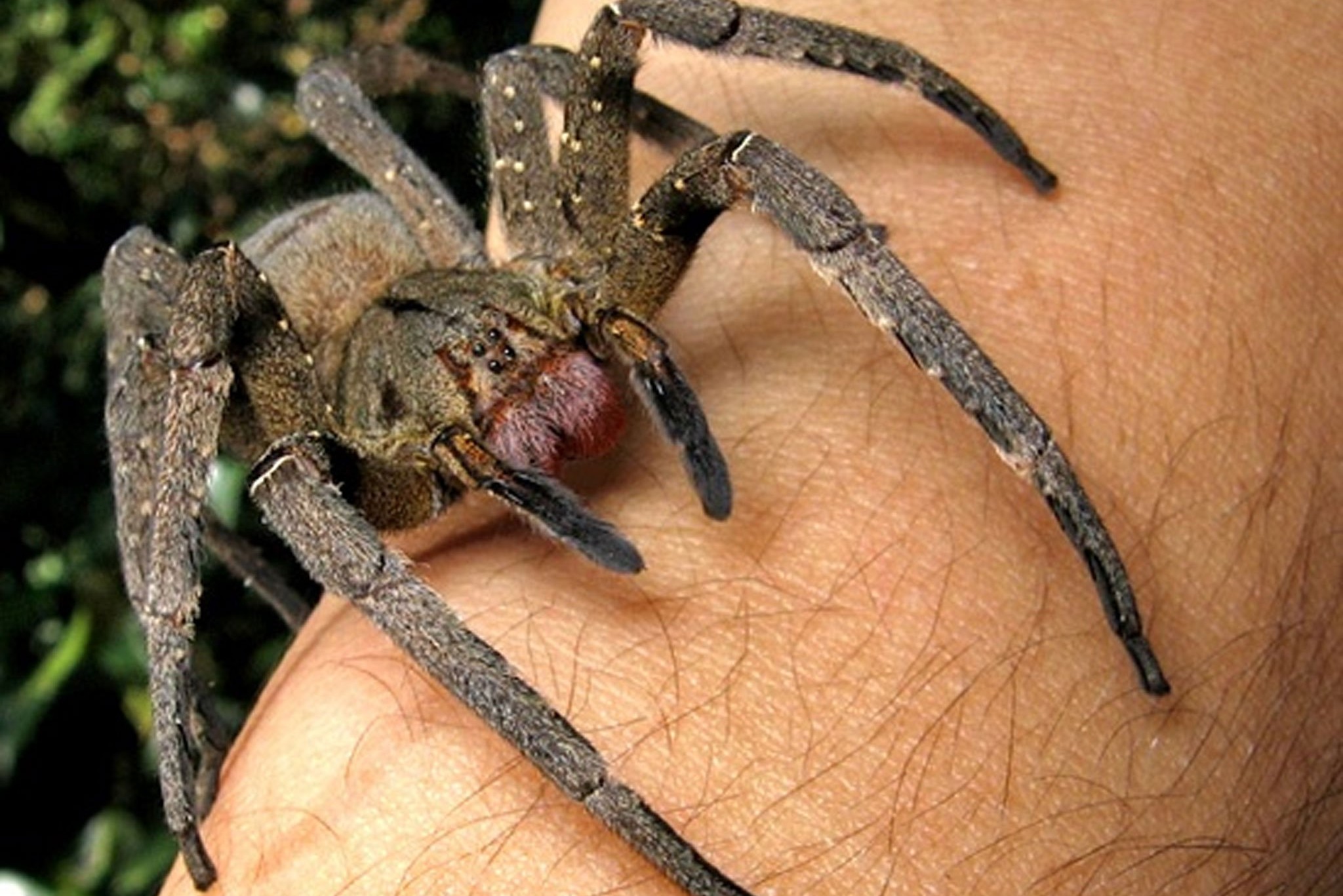brazil pók és merevedés