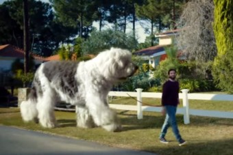 Az autóban elefánttá nő a kutyád