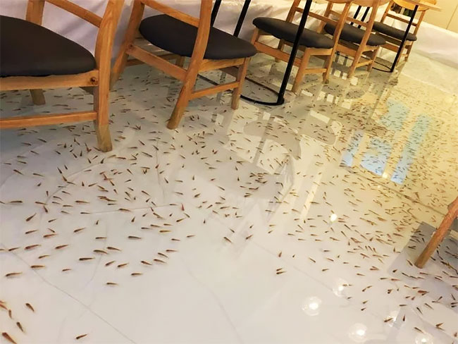 Ha félsz a halaktól, ez a kávézó nem lesz a kedvenced 1