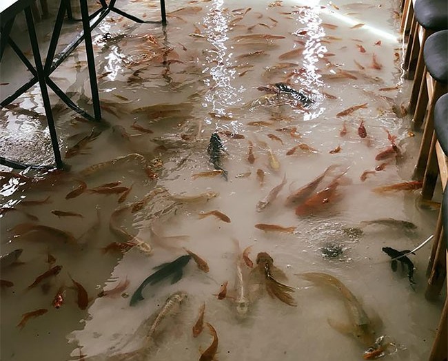 Ha félsz a halaktól, ez a kávézó nem lesz a kedvenced 3