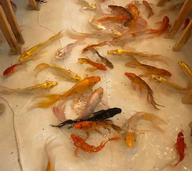 Ha félsz a halaktól, ez a kávézó nem lesz a kedvenced 2