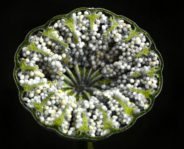 Így néz ki a világ félbevágva 4 | Vezess Így néz ki a világ félbevágva 4