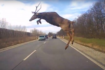 Igazán ritka felvétel készült egy autó előtt átugró szarvasról Borsodban