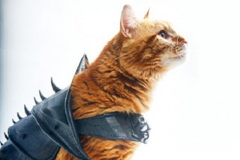 Ez lehet a világ legkeményebb macskája