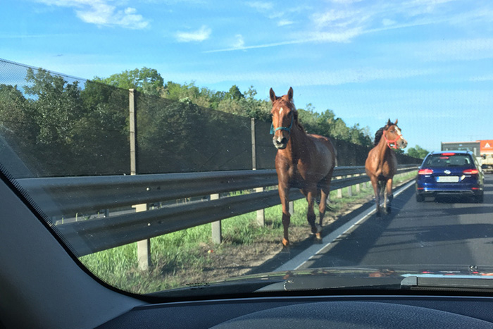 Elszabadult lovak miatt zárták le az M7-est