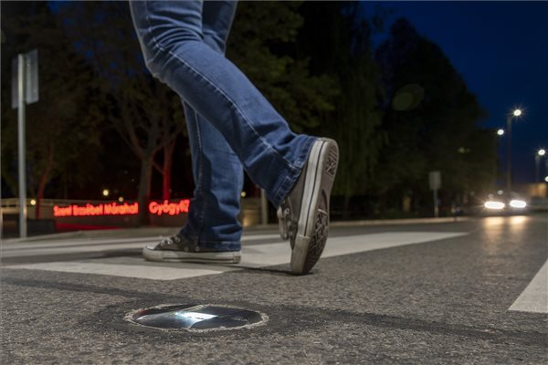 A mórahalmi okoszebrát láttad már? 1 | Vezess A mórahalmi okoszebrát láttad már? 1