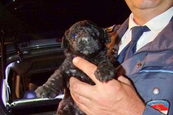 Állatkínzás: 38 kiskutya a csomagtartóban