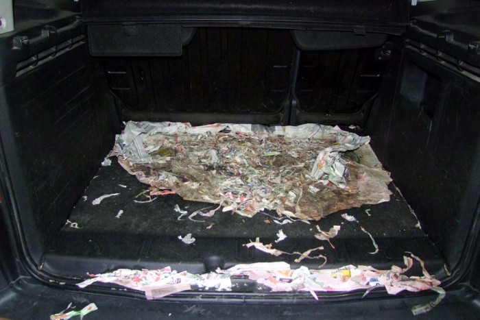 Állatkínzás: 38 kiskutya a csomagtartóban 1