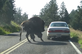 Jó, ha tudod: a bölény nem ad elsőbbséget