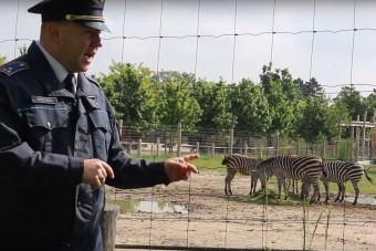 Ezzel a videóval ért a csúcsra a magyar rendőrség Zebra-terve